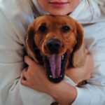 From above of crop anonymous female owner in white hoodie cuddling adorable purebred brown yawning Labrador while resting on floor at home
