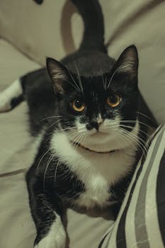 Charming black and white cat lying comfortably indoors, displaying curiosity with bright eyes.