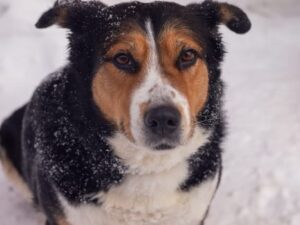 pexels-photo-19935666-19935666 A detailed close-up portrait of a dog in a snowy winter setting, showcasing its expressive eyes.