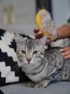 A gray tabby cat being brushed indoors, showcasing pet care and grooming.