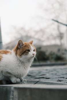 pexels-photo-35386254-35386254 Cute ginger and white cat sitting outdoors on a cobblestone path during the day.