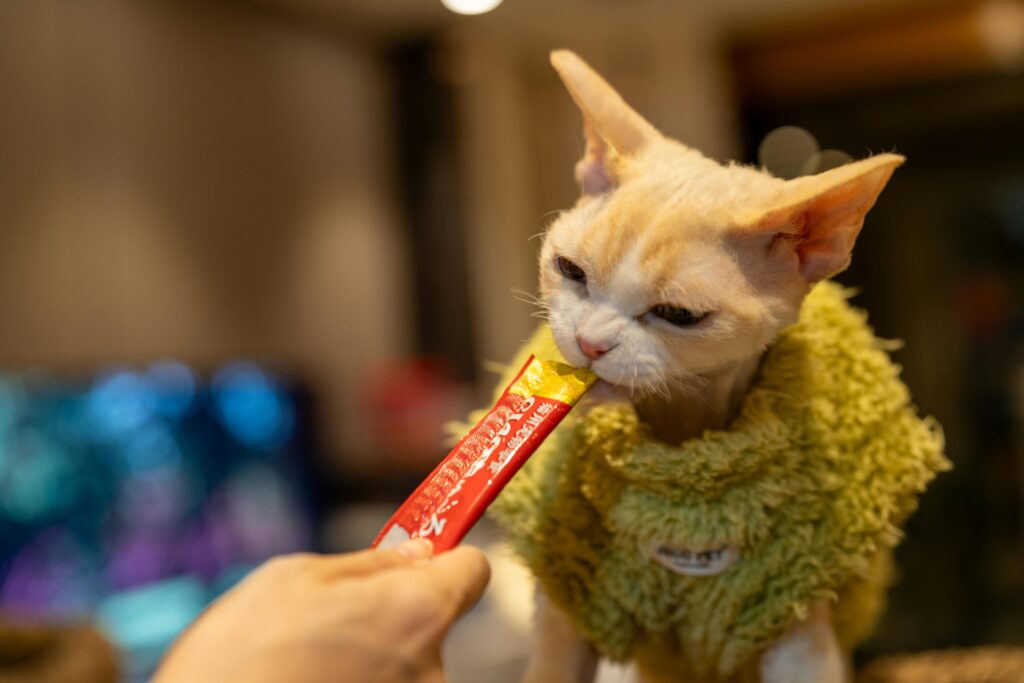 pexels-photo-35796314-35796314 Devon Rex cat wearing sweater enjoys a treat indoors, creating a cozy home atmosphere.