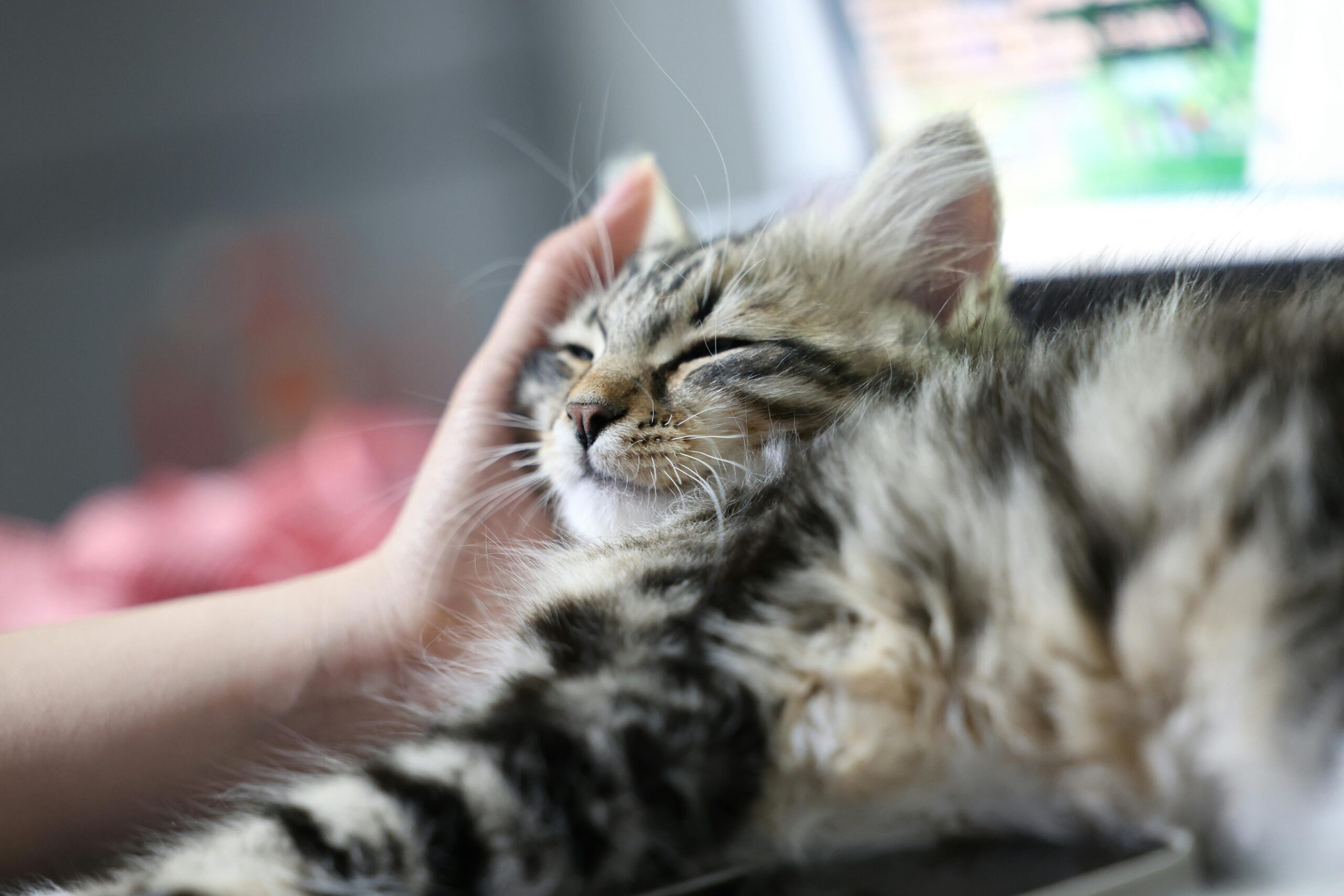 pexels-photo-35910111-35910111 Fluffy tabby kitten enjoying gentle petting while resting on a laptop indoors.